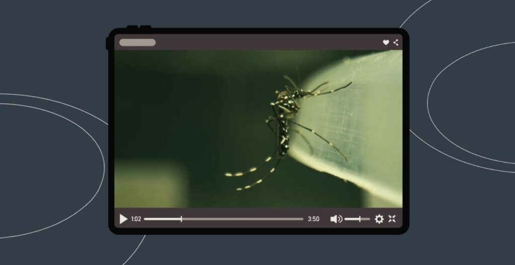 El mosquito Aedes aegypti se reproduce en recipientes que acumulan agua quieta en entornos urbanos.